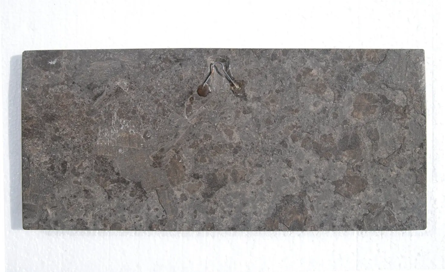 Pachycormus bollensis_Holzmaden_01d