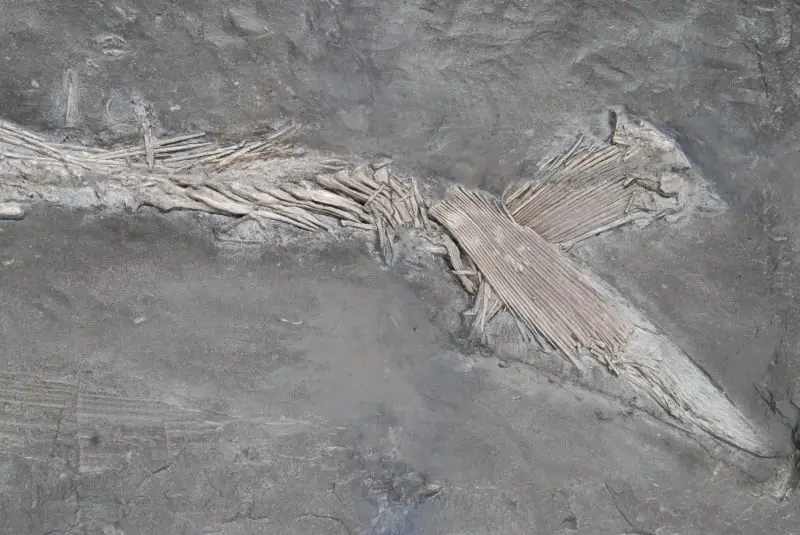 Saurostomus esocinus_Holzmaden_01d