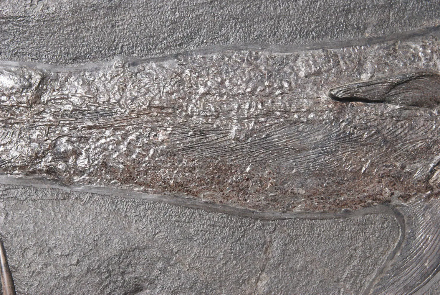 Pachycormus_Holzmaden_01b