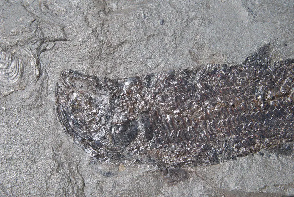 Pholidophorus bechei_Holzmaden_01b