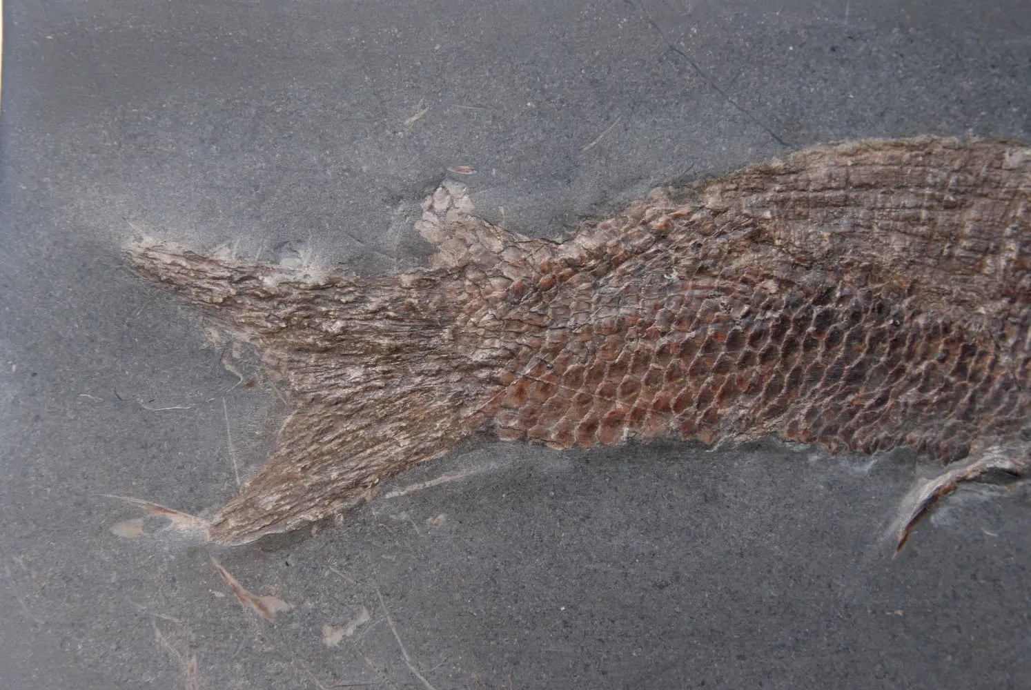 Pholidophorus bechei_Holzmaden_02b