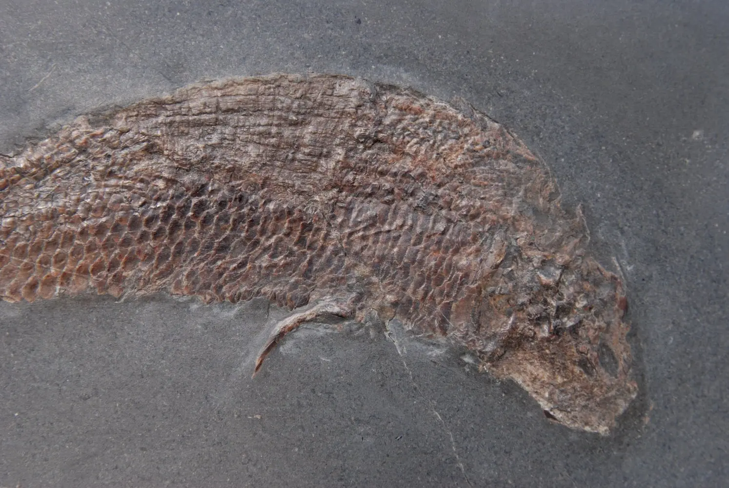 Pholidophorus bechei_Holzmaden_02c