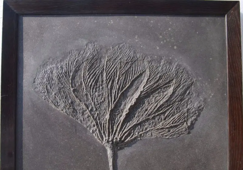 Holzmaden_Crinoid_Seirocrinus_06a