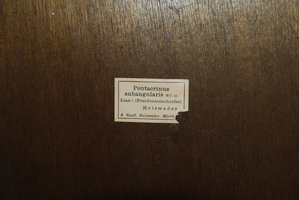 Holzmaden_Crinoid_Seirocrinus_06d