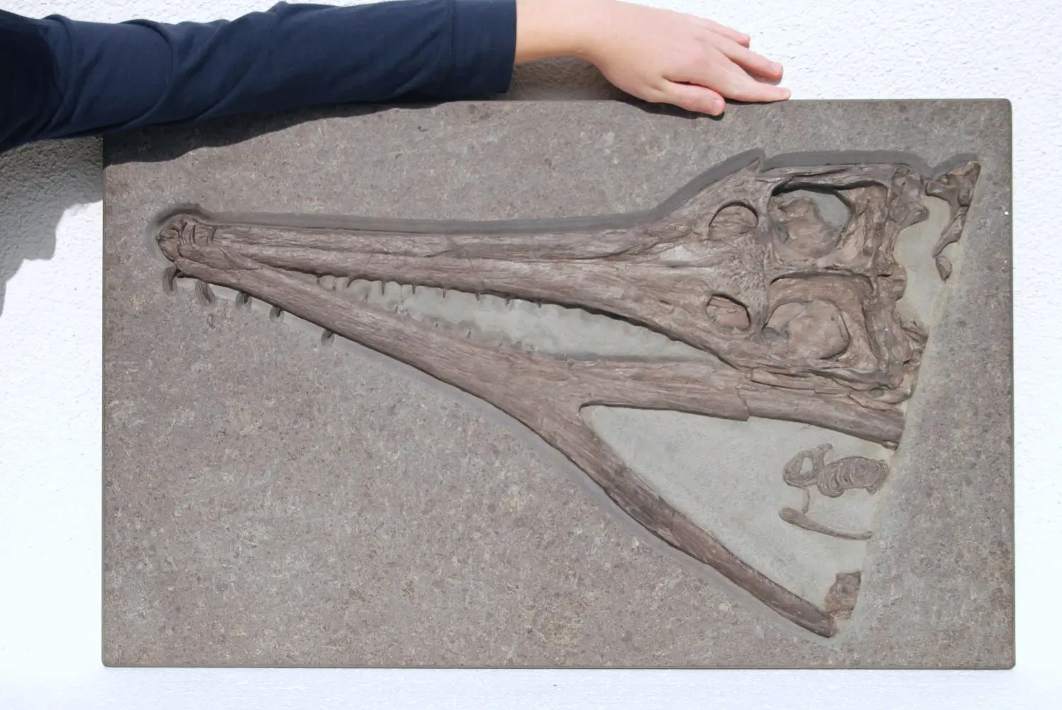 Steneosaurus_Holzmaden_01a