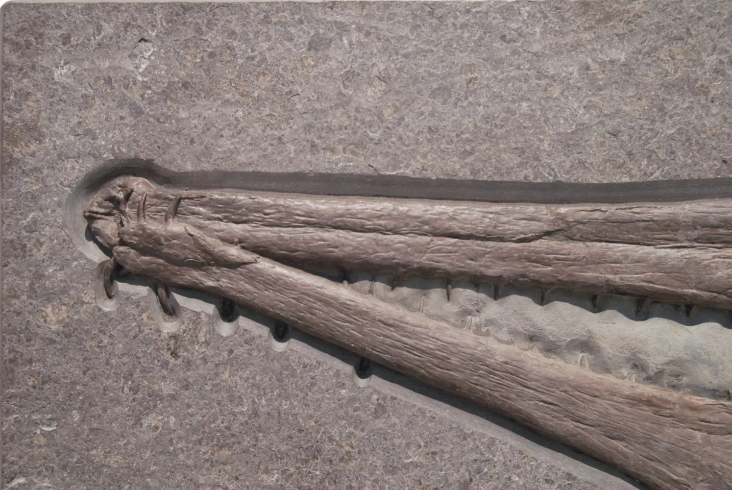 Steneosaurus_Holzmaden_01b