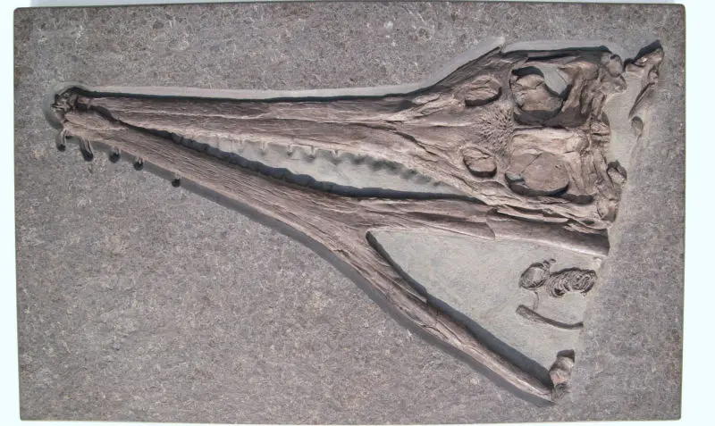 Steneosaurus_Holzmaden_01h