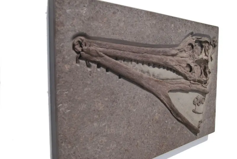 Steneosaurus_Holzmaden_01h