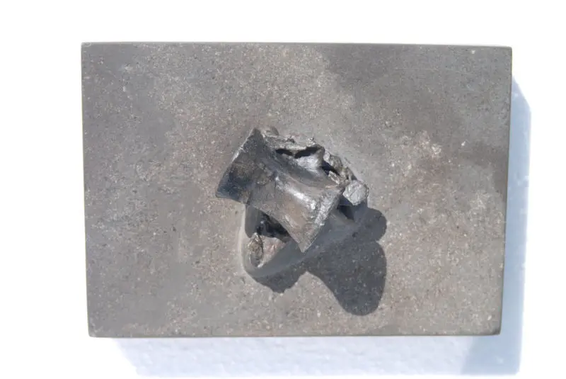 Steneosaurus_Holzmaden_02b